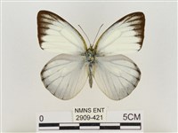 淡褐脈粉蝶藏品圖，第1張