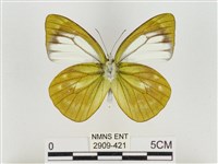 淡褐脈粉蝶藏品圖，第2張