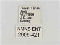 淡褐脈粉蝶藏品圖，第3張