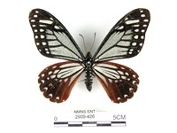 斑鳳蝶藏品圖，第1張