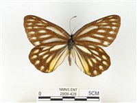 條斑豔粉蝶藏品圖，第1張