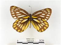 條斑豔粉蝶藏品圖，第2張