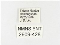 條斑豔粉蝶藏品圖，第3張