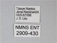 細邊琉灰蝶藏品圖，第3張