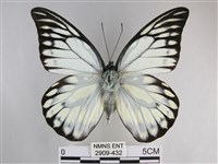 鋸粉蝶藏品圖，第1張