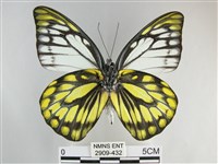 鋸粉蝶藏品圖，第2張