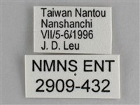 鋸粉蝶藏品圖，第3張