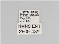 樺斑蝶藏品圖，第3張