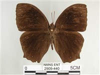 森林暮眼蝶、黑樹蔭蝶藏品圖，第1張