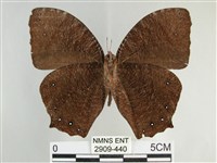 森林暮眼蝶、黑樹蔭蝶藏品圖，第2張