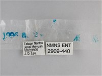 森林暮眼蝶、黑樹蔭蝶藏品圖，第3張