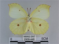 臺灣鉤粉蝶藏品圖，第2張