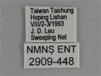 臺灣鉤粉蝶藏品圖，第3張