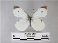 白粉蝶、紋白蝶藏品圖，第1張