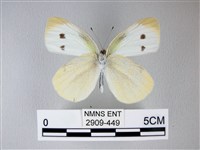 白粉蝶、紋白蝶藏品圖，第2張