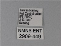 白粉蝶、紋白蝶藏品圖，第3張