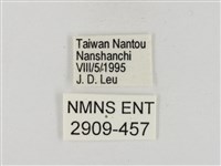 碎紋孔弄蝶藏品圖，第3張