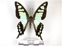 寬帶青鳳蝶藏品圖，第1張