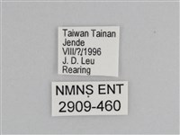樺斑蝶藏品圖，第3張