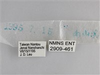藍紋鋸眼蝶藏品圖，第3張