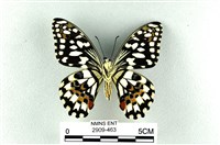 花鳳蝶、無尾鳳蝶藏品圖，第2張