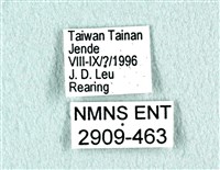 花鳳蝶、無尾鳳蝶藏品圖，第3張