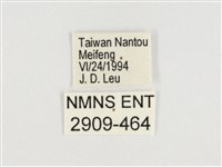 普氏白蛺蝶藏品圖，第3張