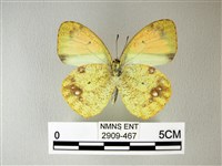 異粉蝶、雌白黃蝶藏品圖，第2張