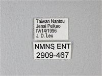 異粉蝶、雌白黃蝶藏品圖，第3張