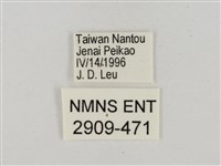 淡褐脈粉蝶藏品圖，第3張