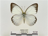 淡褐脈粉蝶藏品圖，第1張