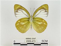 淡褐脈粉蝶藏品圖，第2張