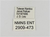 淡褐脈粉蝶藏品圖，第3張