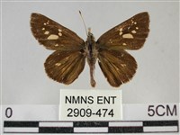 黃紋孔弄蝶藏品圖，第1張