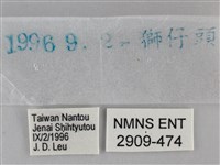 黃紋孔弄蝶藏品圖，第3張