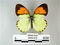 異粉蝶、雌白黃蝶藏品圖，第1張