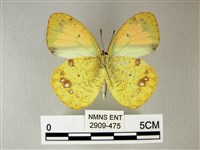 異粉蝶、雌白黃蝶藏品圖，第2張