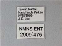 異粉蝶、雌白黃蝶藏品圖，第3張