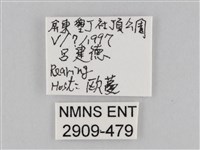 淡紋青斑蝶藏品圖，第3張