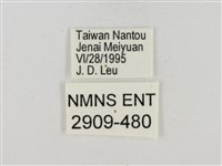 淡褐脈粉蝶藏品圖，第3張