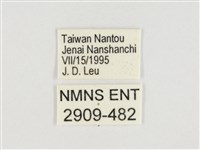 甲仙翠蛺蝶藏品圖，第3張