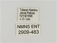 淡褐脈粉蝶藏品圖，第3張