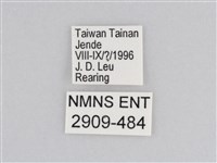 樺斑蝶藏品圖，第3張