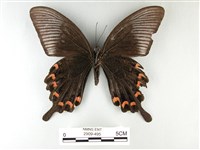 翠鳳蝶蘭嶼亞種藏品圖，第2張