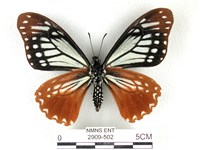 斑鳳蝶藏品圖，第2張