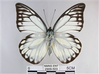 鋸粉蝶藏品圖，第1張