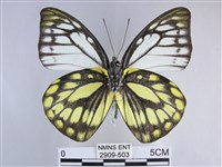 鋸粉蝶藏品圖，第2張