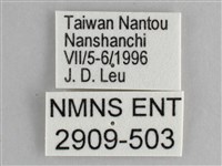 鋸粉蝶藏品圖，第3張