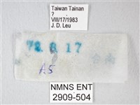 淡青雅波灰蝶藏品圖，第3張