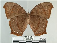 森林暮眼蝶、黑樹蔭蝶藏品圖，第2張